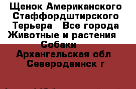 Щенок Американского Стаффордштирского Терьера - Все города Животные и растения » Собаки   . Архангельская обл.,Северодвинск г.